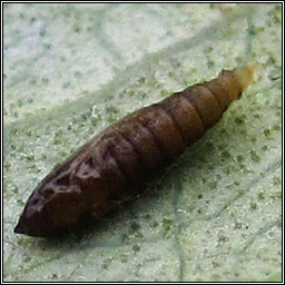 Phyllonorycter trifasciella