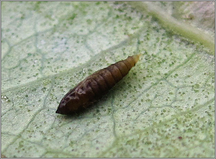 Phyllonorycter trifasciella