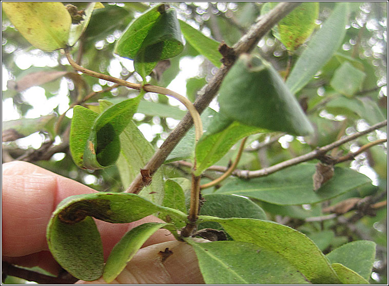 Phyllonorycter trifasciella