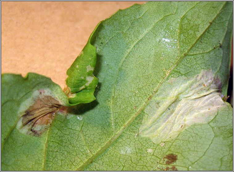 Phyllonorycter trifasciella