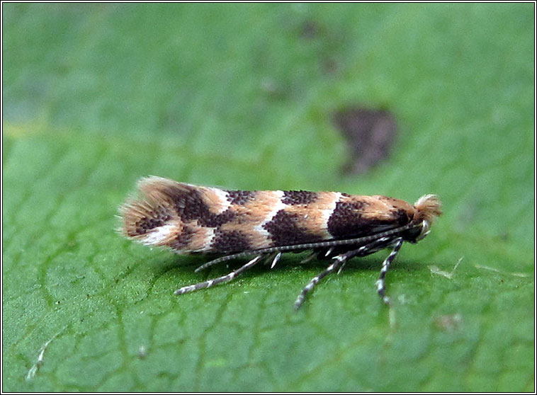 Phyllonorycter trifasciella