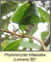 Phyllonorycter trifasciella