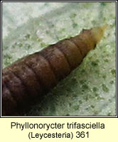 Phyllonorycter trifasciella