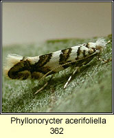 Phyllonorycter acerifoliella