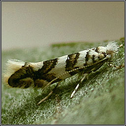 Phyllonorycter acerifoliella