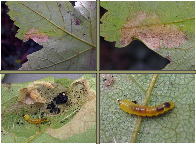 Phyllonorycter acerifoliella