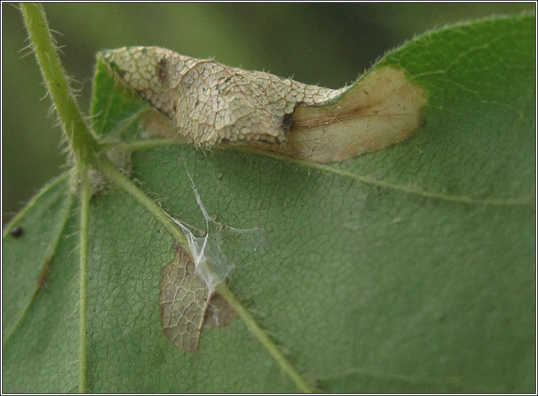 Phyllonorycter acerifoliella