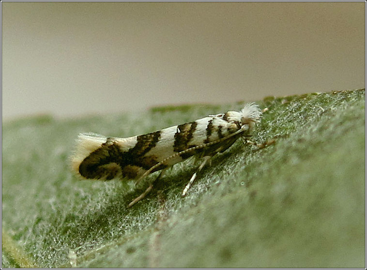 Phyllonorycter acerifoliella