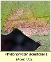 Phyllonorycter acerifoliella