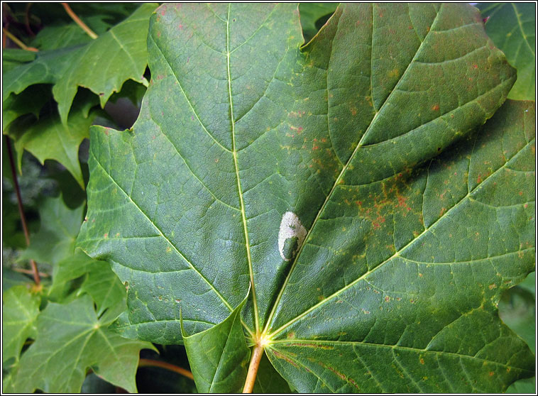 Phyllonorycter joannisi, Phyllonorycter platanoidella