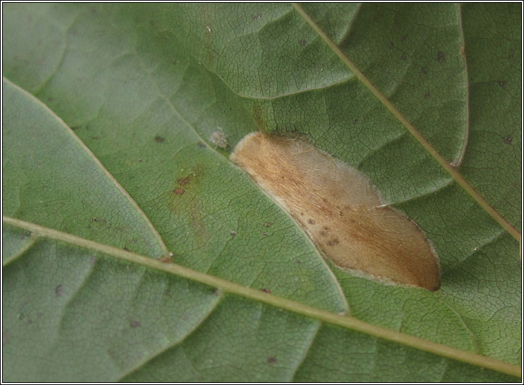 Phyllonorycter platanoidella