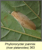 Phyllonorycter platanoidella / Phyllonorycter joannisi