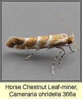 Horse Chestnut Leaf-miner, Cameraria ohridella