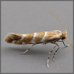 Horse Chestnut Leaf-miner, Cameraria ohridella