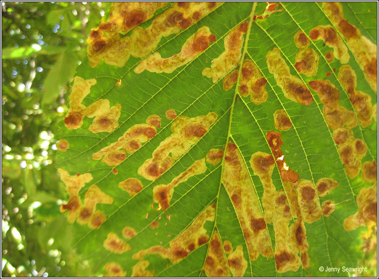 Horse Chestnut Leaf-miner, Cameraria ohridella