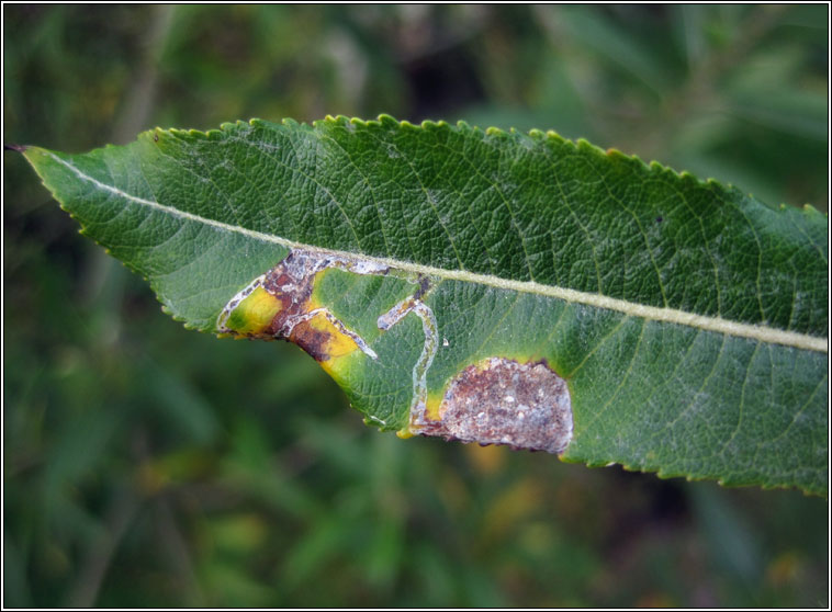 Phyllocnistis saligna