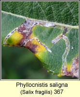 Phyllocnistis saligna