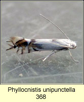 Phyllocnistis unipunctella