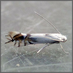 Phyllocnistis unipunctella