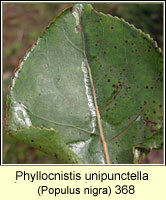 Phyllocnistis unipunctella