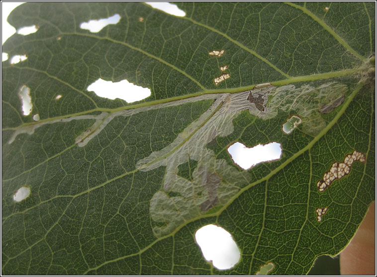 Phyllocnistis xenia