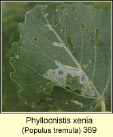 Phyllocnistis xenia