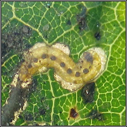 Ectoedemia quinquella