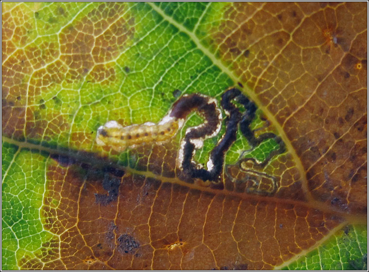 Ectoedemia quinquella