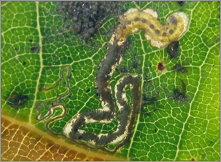 Ectoedemia quinquella