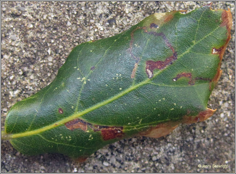 Ectoedemia heringella