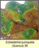 Ectoedemia quinquella