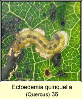Ectoedemia quinquella