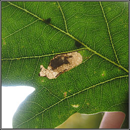 Ectoedemia albifasciella