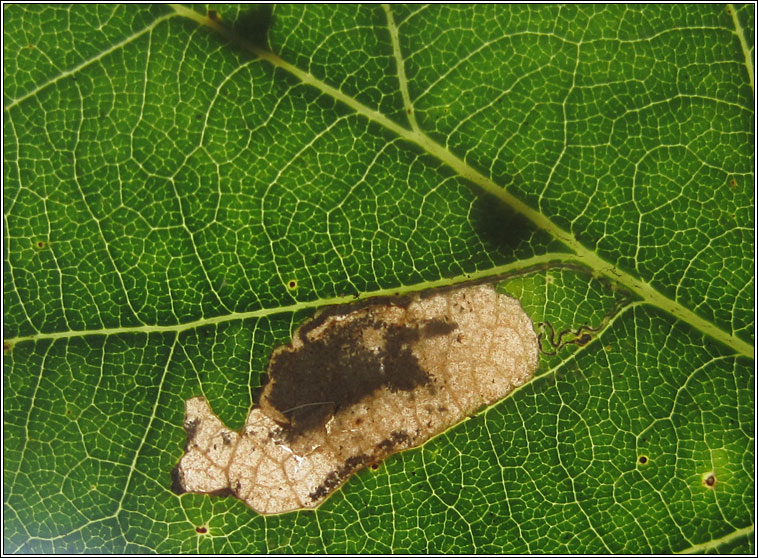 Ectoedemia albifasciella