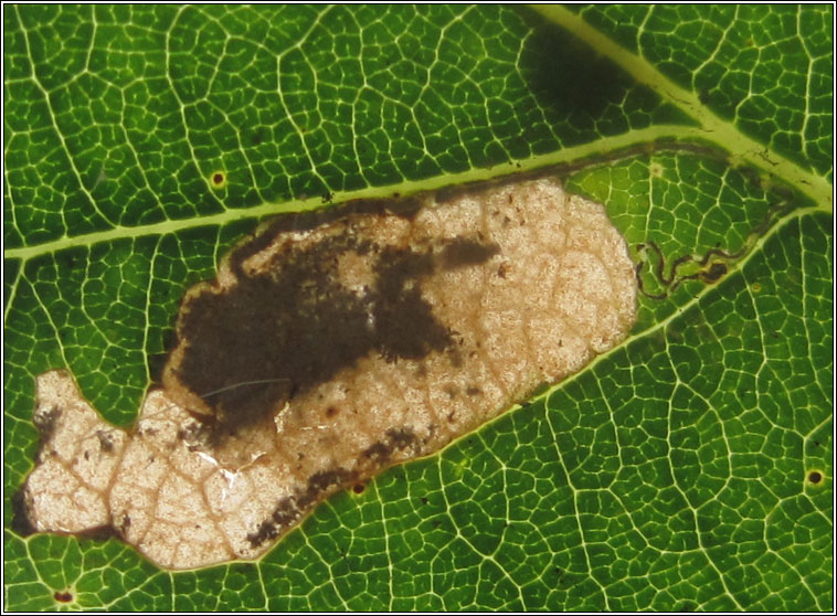 Ectoedemia albifasciella