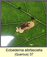 Ectoedemia albifasciella