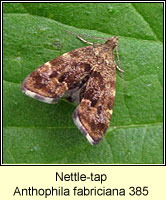 Nettle-tap, Anthophila fabriciana