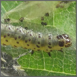 Nettle-tap, Anthophila fabriciana