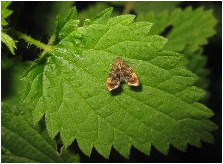 Nettle-tap, Anthophila fabriciana