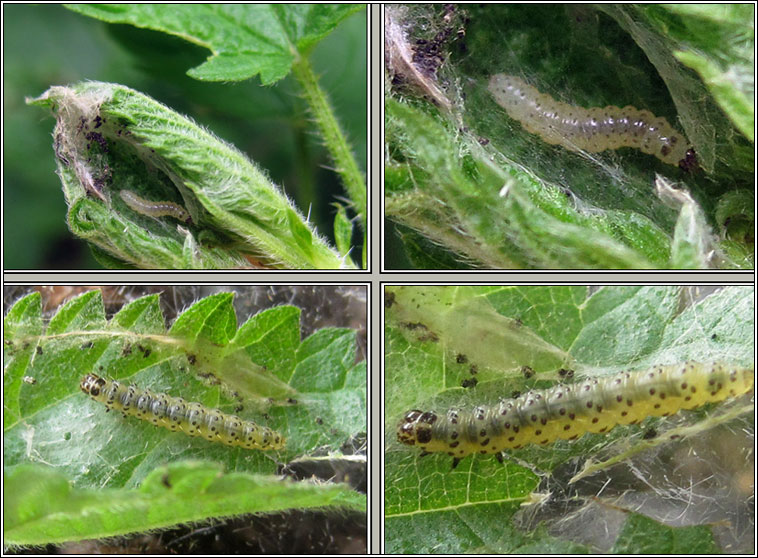 Nettle-tap, Anthophila fabriciana