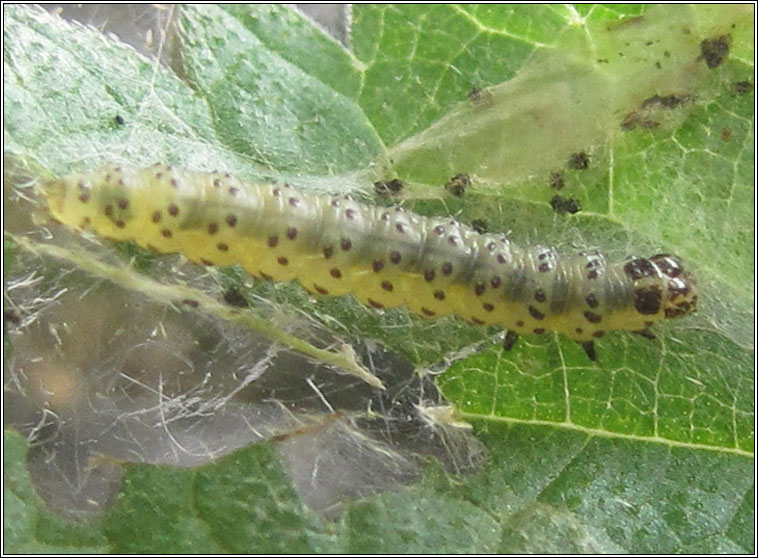 Nettle-tap, Anthophila fabriciana