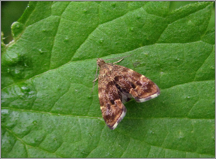 Nettle-tap, Anthophila fabriciana