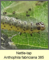 Nettle-tap, Anthophila fabriciana