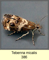 Tebenna micalis