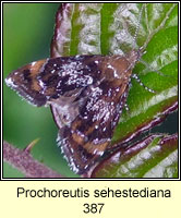 Prochoreutis sehestediana