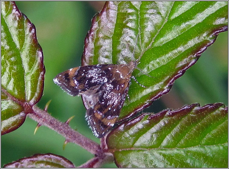 Prochoreutis sehestediana