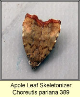 Apple Leaf Skeletonizer, Choreutis pariana