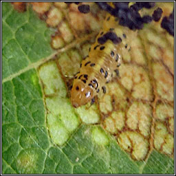 Apple Leaf Skeletonizer, Choreutis pariana