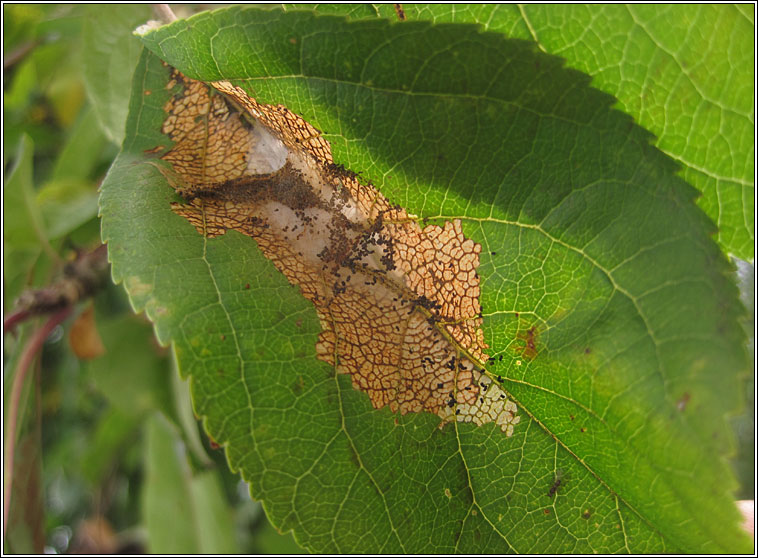 Apple Leaf Skeletonizer, Choreutis pariana