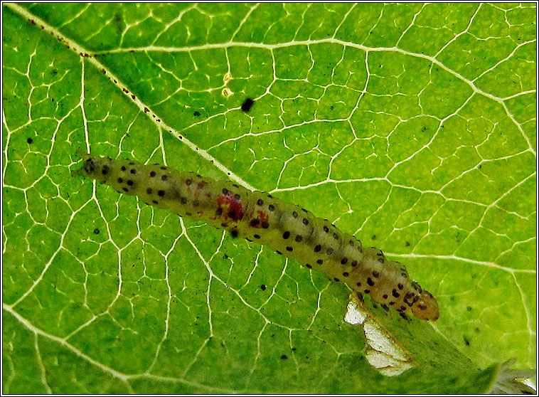 Apple Leaf Skeletonizer, Choreutis pariana